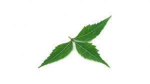 Neem Leaves